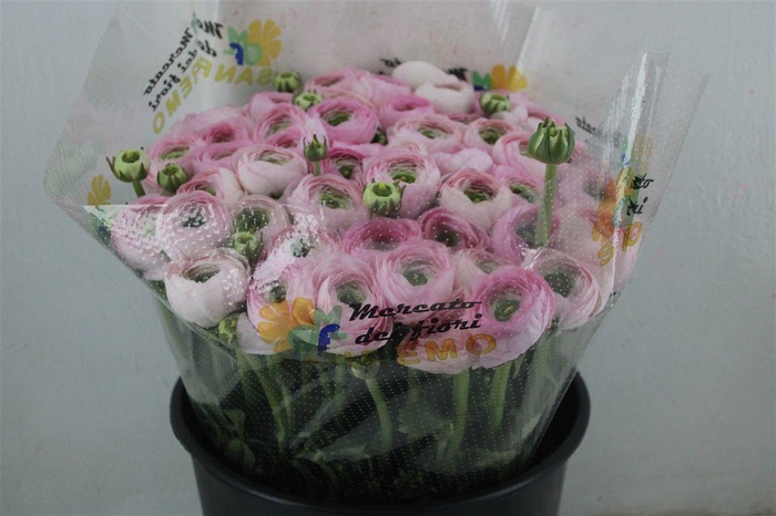 <h4>Ran Cloni Sup Confetto San Mauro</h4>