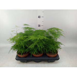 Asparagus setaceus