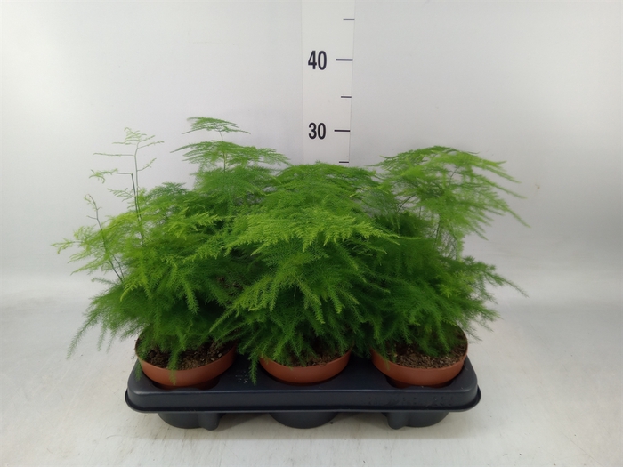 <h4>Asparagus setaceus</h4>