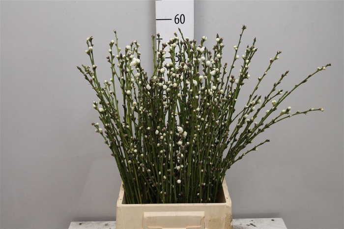 <h4>Prunus White</h4>