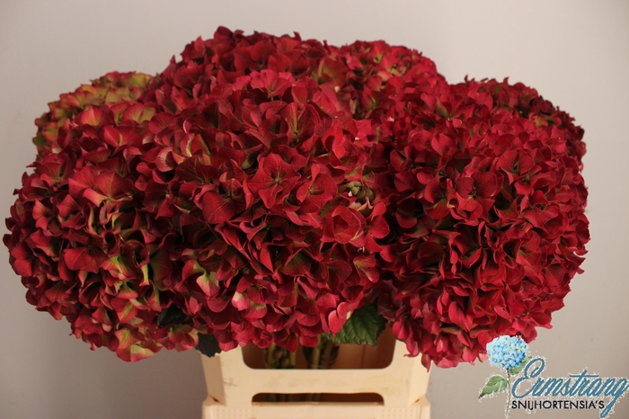 <h4>HYDR M GLOW ALPS CL</h4>