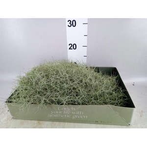 Tillandsia usneoides
