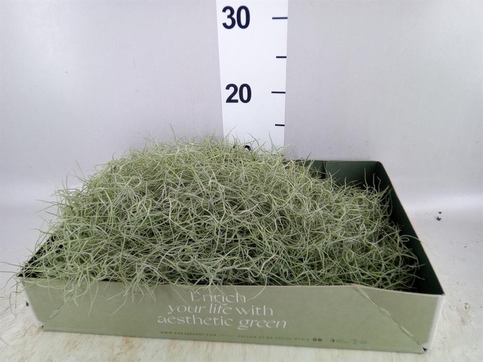 <h4>Tillandsia usneoides</h4>