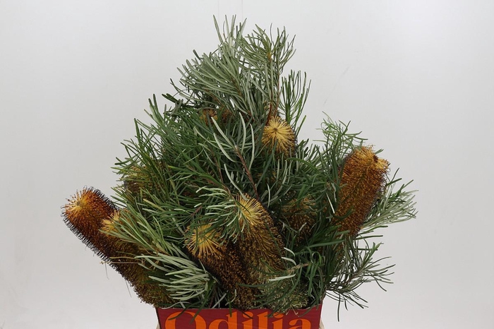 <h4>Banksia Spinulosa</h4>
