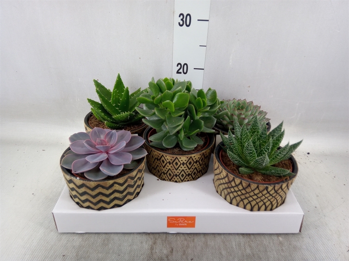 <h4>Succulents   ...mix 5</h4>