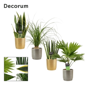 Groenmix 12 cm in Gabriël (Deco-collection)