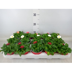 Bellis perennis   ...mix