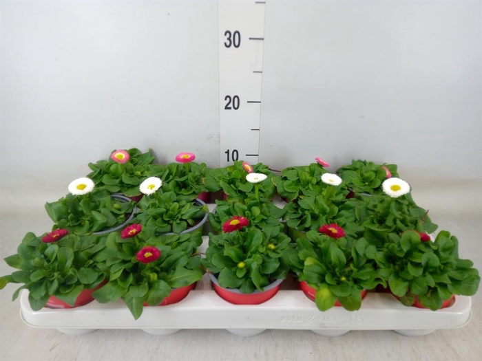 <h4>Bellis perennis   ...mix</h4>