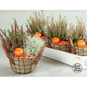 ARR TUINPLANTEN