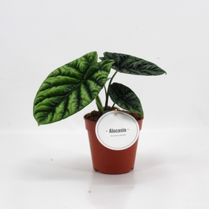 Alocasia Sinuata