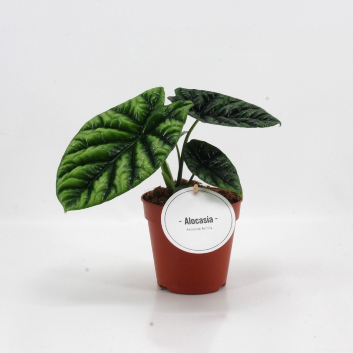 <h4>Alocasia Sinuata</h4>