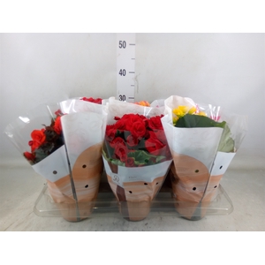 Begonia elat. DU   ...mix