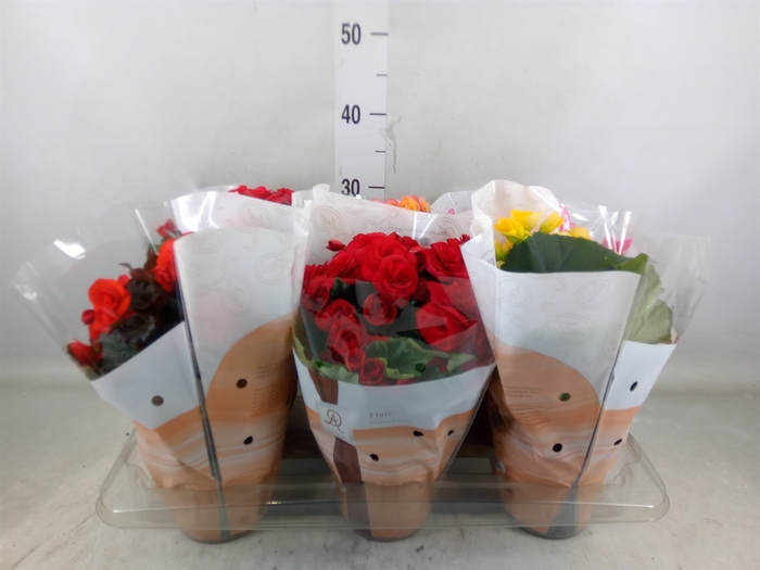 <h4>Begonia elat. DU   ...mix</h4>