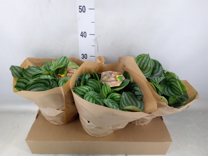 <h4>Peperomia argyreia</h4>