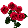 R TR BELLALINDA CERISE Tessa