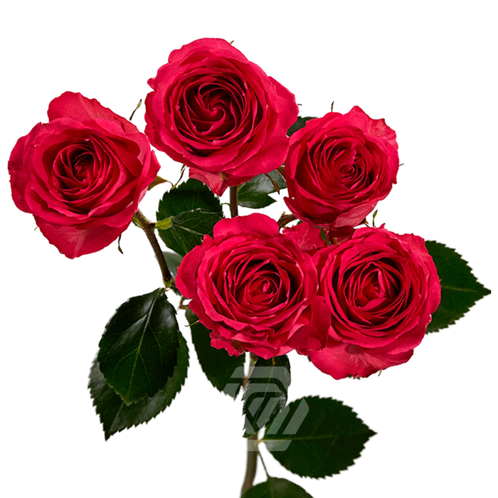 R TR BELLALINDA CERISE Tessa