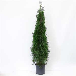 Thuja occidentalis 'Smaragd' (zonder etiket)