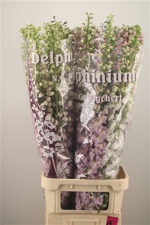 <h4>Delph El Dewi Mixed</h4>