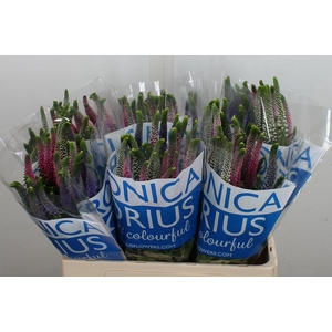 Veronica  'Smart Coulours'   ...mix