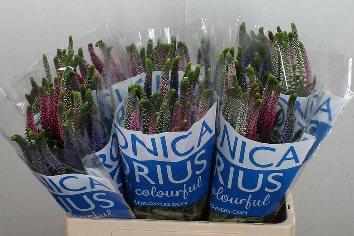 <h4>Veronica  'Smart Coulours'   ...mix</h4>