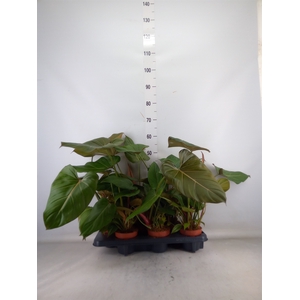 Philodendron   ...