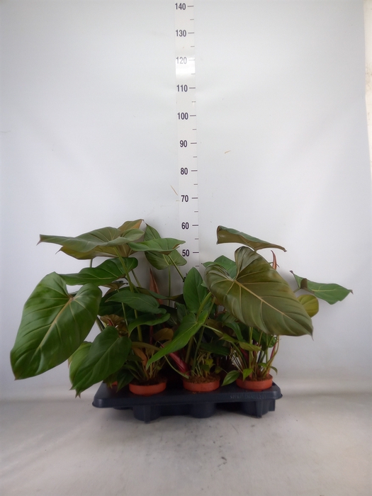 <h4>Philodendron   ...</h4>