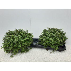 Callisia Repens
