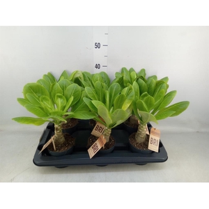 Brighamia ins. 'Hawaiian Palm'