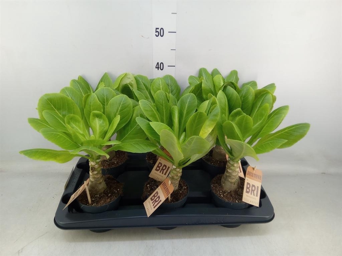 <h4>Brighamia ins. 'Hawaiian Palm'</h4>