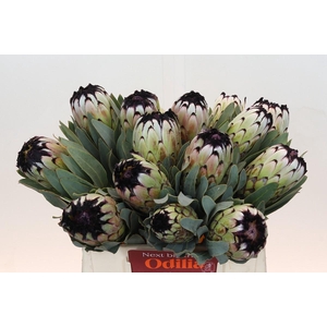 Protea Niobe
