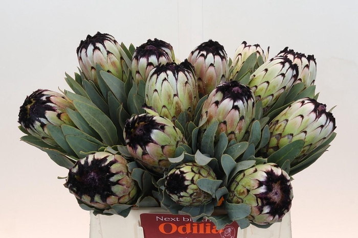 Protea Niobe