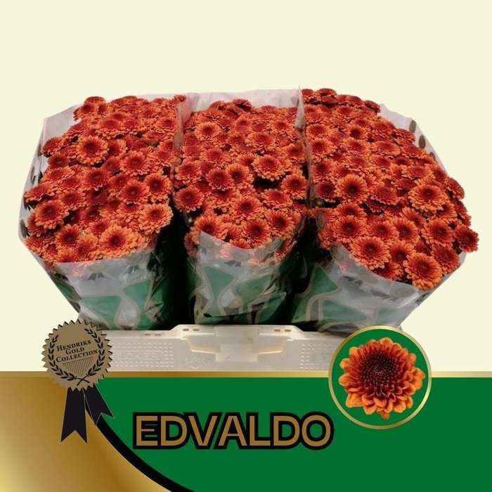 <h4>CHR S AAA EDVALDO</h4>