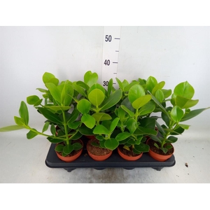 Clusia rosea 'Princess'