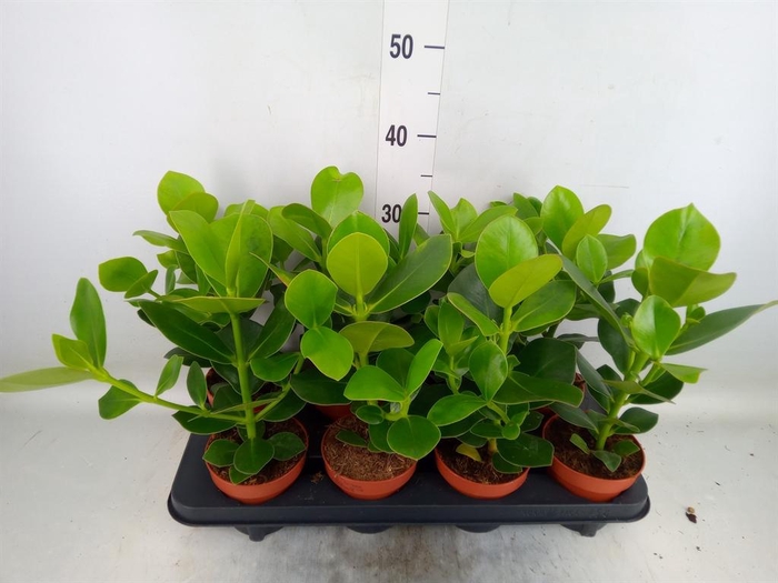 <h4>Clusia rosea 'Princess'</h4>