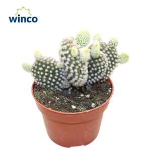 Opuntia Microdasys Albispinus