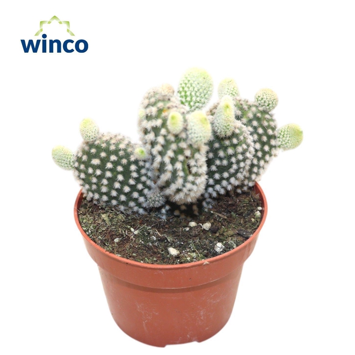 <h4>Opuntia Microdasys Albispinus</h4>