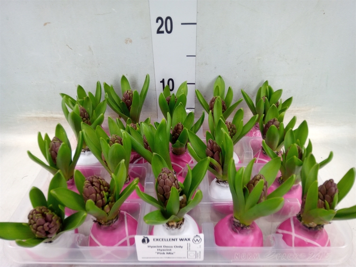 <h4>Hyacinthus orie.   ...waxed L%</h4>