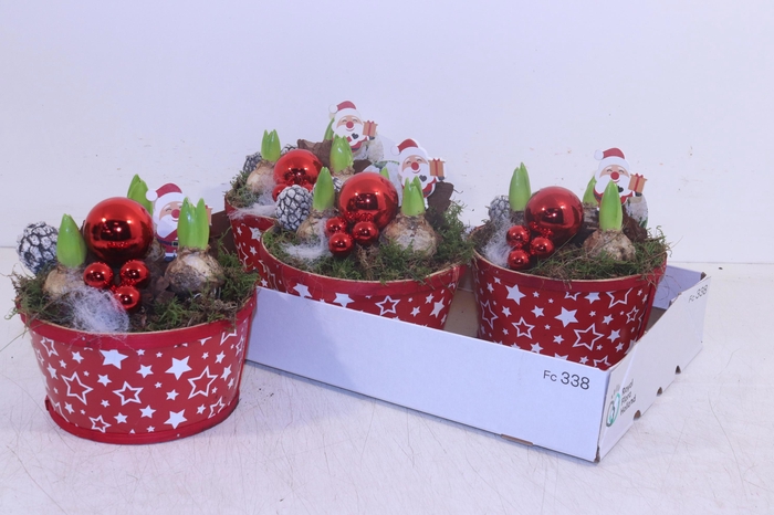 <h4>ARR HYACINTH</h4>