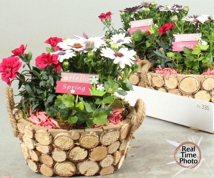 <h4>ARR TUINPLANTEN</h4>