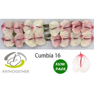 ANTH A CUMBIA 16 Flow Pack