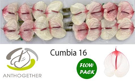 <h4>ANTH A CUMBIA 16 Flow Pack</h4>