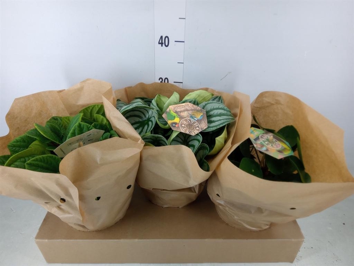 <h4>Peperomia   ...mix</h4>