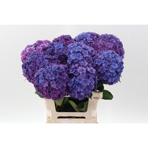 Hydr M Roy Anasta Bl