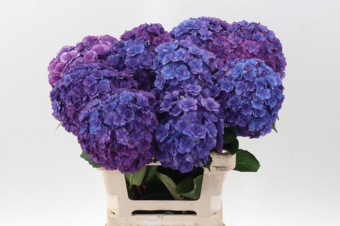 <h4>Hydr M Roy Anasta Bl</h4>