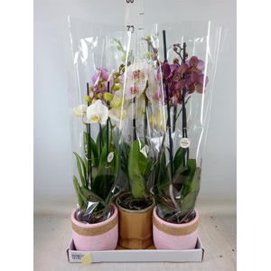 Phalaenopsis   ...mix