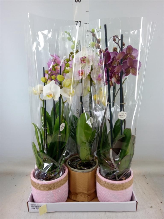 <h4>Phalaenopsis   ...mix</h4>