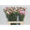 Dianthus Sp Symply Cherry