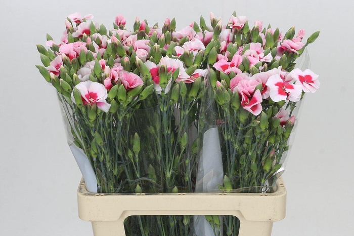 Dianthus Sp Symply Cherry