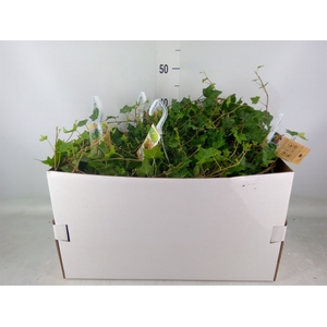 Hedera helix 'Pittsburgh'