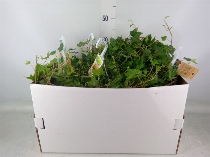 <h4>Hedera helix 'Pittsburgh'</h4>